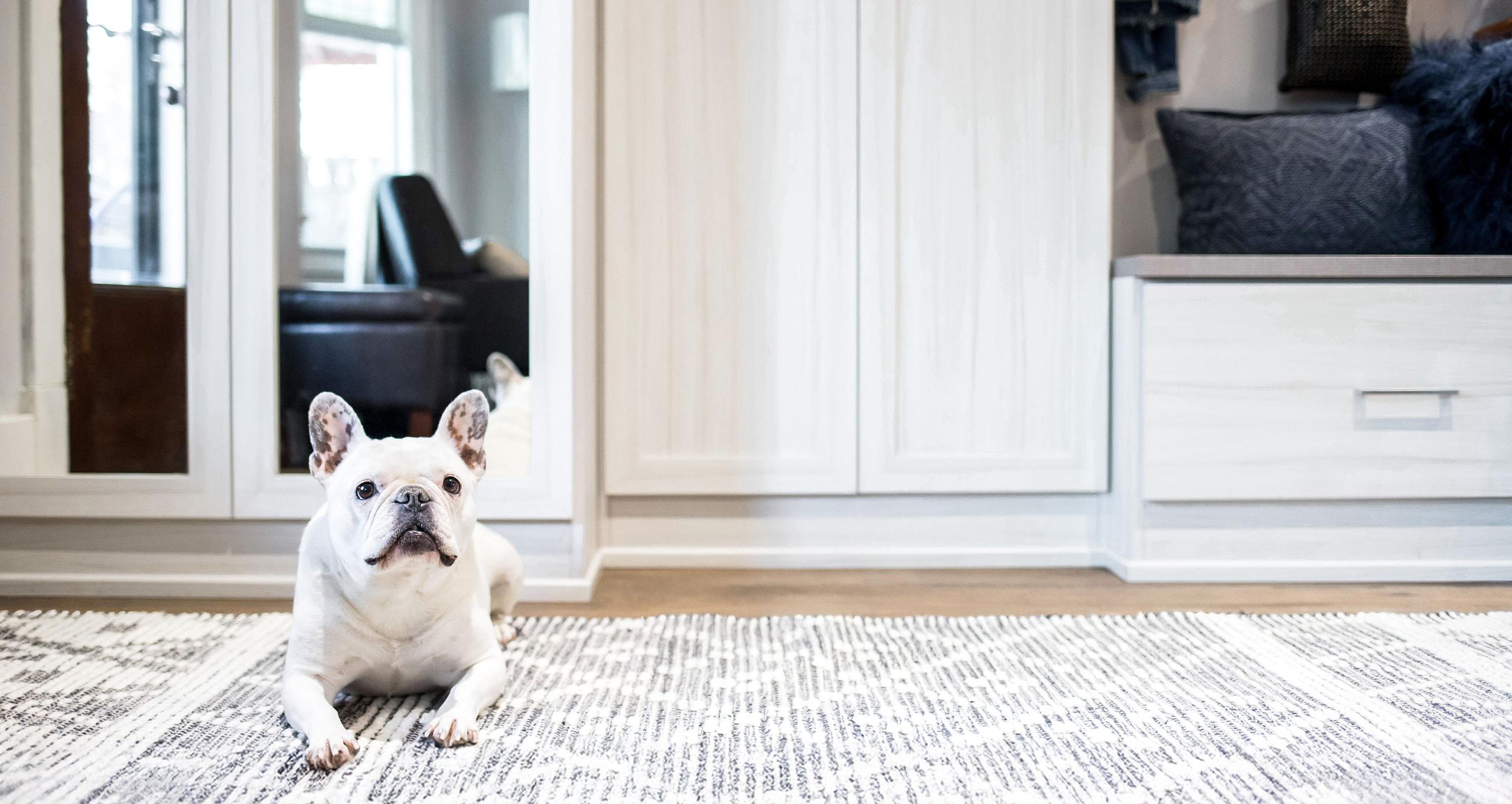 El perro de la familia descansa cómodamente en un vestidor diseñado con banco y puertas espejadas de California Closets.